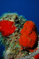   Tiny Red Frogfish off coast Curacao. Curacao  